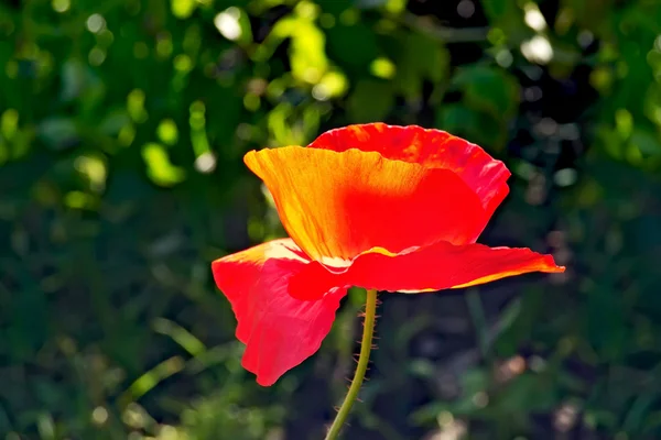 Poppies red on a background of grass — Stock Photo, Image