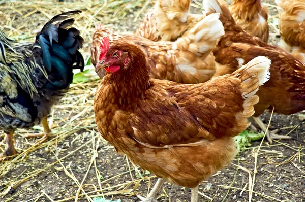 Marrone di pollo — Foto Stock