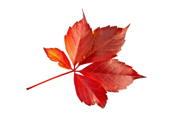 List červené hroznové dekorace — Stock fotografie