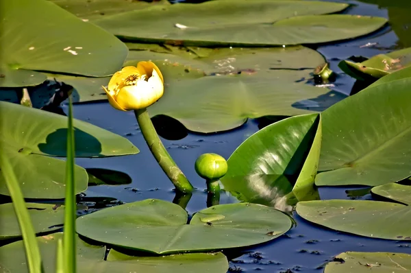 Nenuphar желтый в воде — стоковое фото