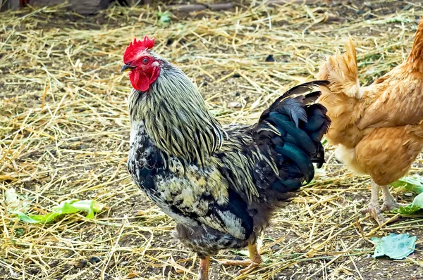 Gallo giallo e nero nel pollaio — Foto Stock