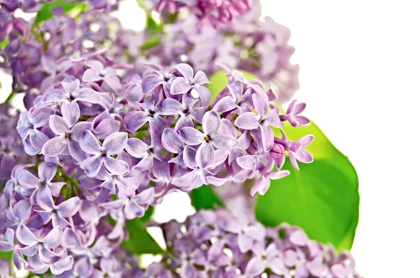 Lilac lush — Stock Photo, Image