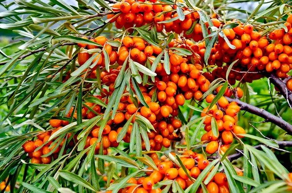 Buckthorn σε ένα υποκατάστημα — Φωτογραφία Αρχείου