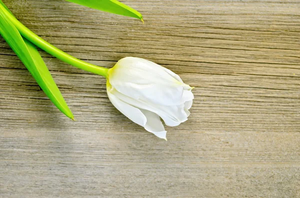 Тюльпан білий на дерев'яній дошці — стокове фото