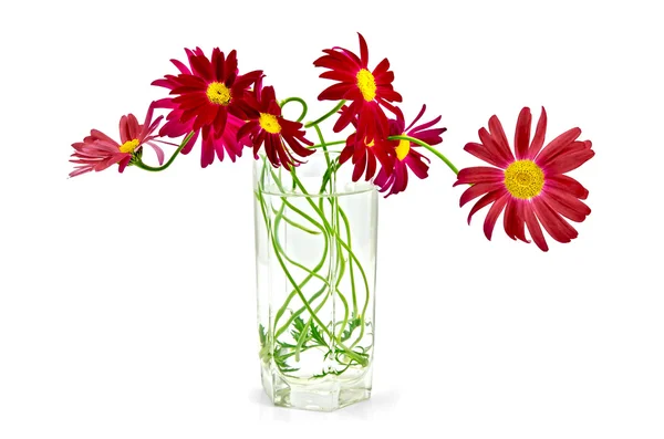 Feverfew crimson in a glass — Stock Photo, Image