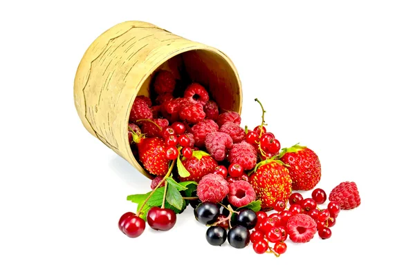 Die Beeren unterscheiden sich in der Birke tueski — Stockfoto