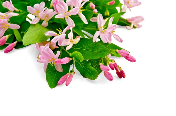 Kamperfoelie met roze bloemen — Stockfoto