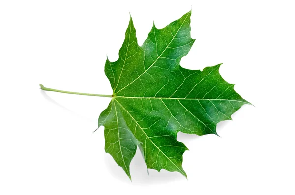 Листя клена зелений — стокове фото