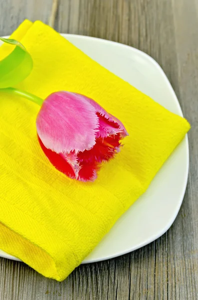 Tulip pink on the plate — Stock Photo, Image