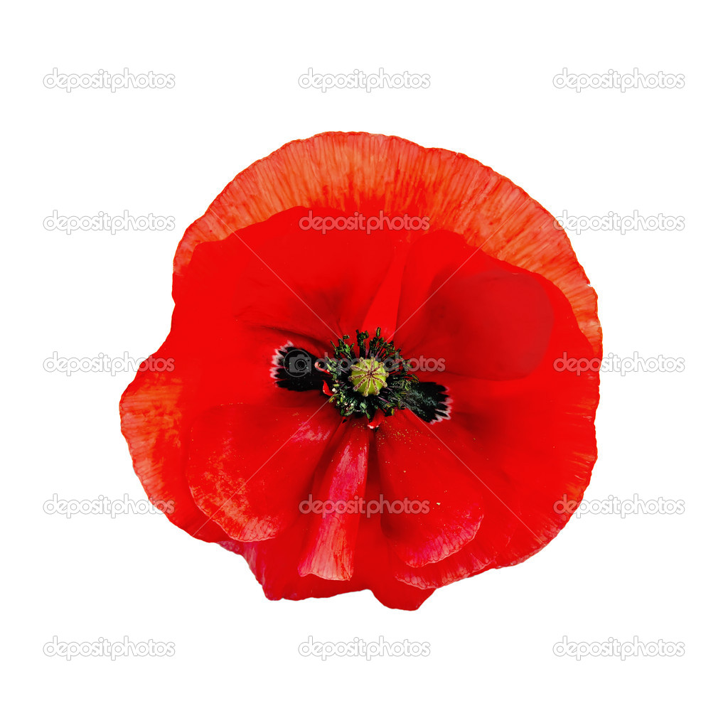 Poppy red isolated