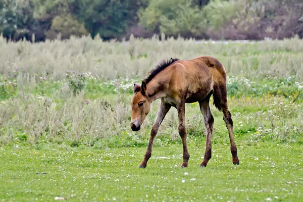 Foal na łące — Zdjęcie stockowe