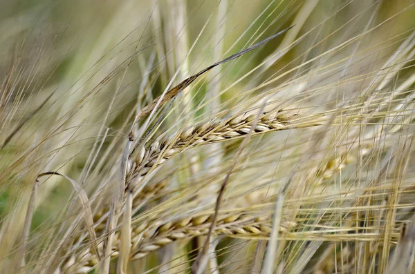 Bread spikelets on the field — Stock Photo, Image