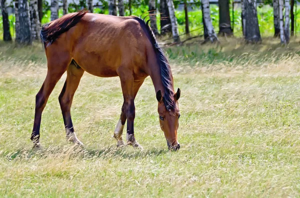 年轻的枣红马在草地上放牧 — 图库照片