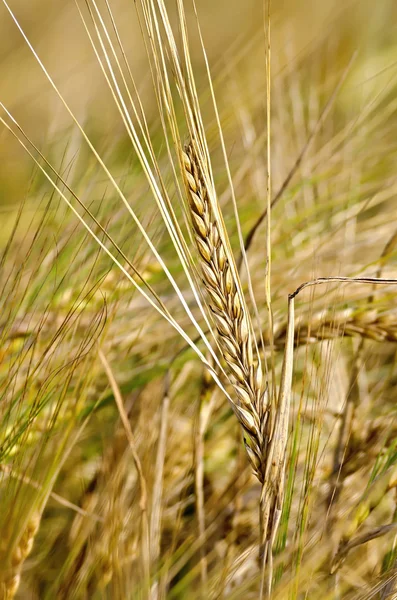 Bread spike on the background of field — Stock Photo, Image