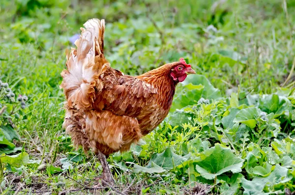 Pollo marrone su uno sfondo di erba — Foto Stock