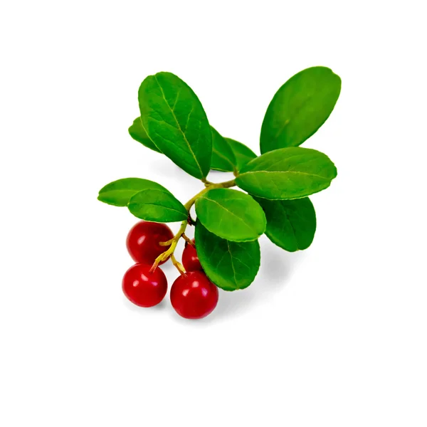 Lingonberry with leaves — Stock Photo, Image