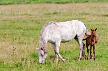at bir tayı ile beyaz