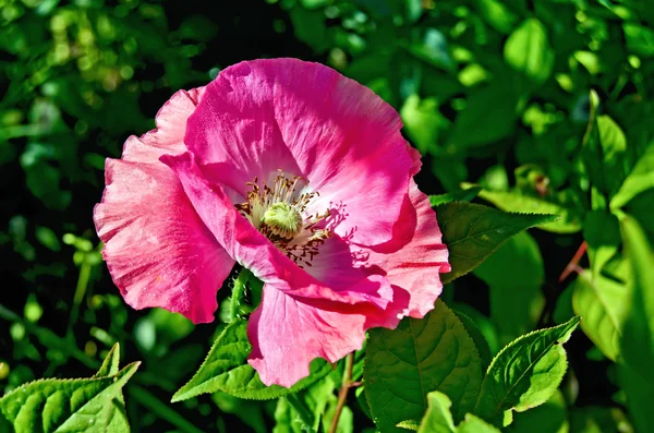 Poppy yapraklar arasında pembe — Stok fotoğraf