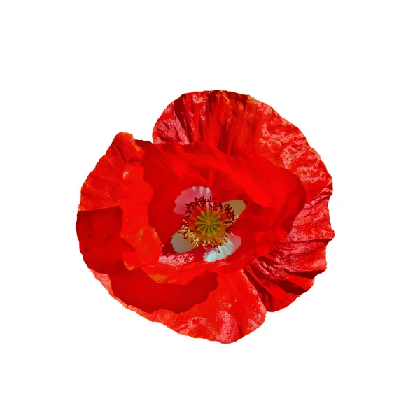 Poppy red with white middle — Stock Photo, Image