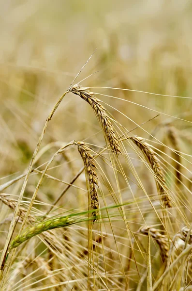 Orelhas de centeio no fundo do campo — Fotografia de Stock