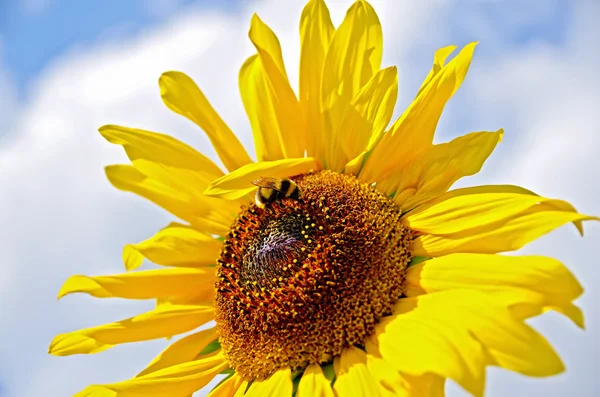 Sunflower with bumblebee — Stock Photo, Image