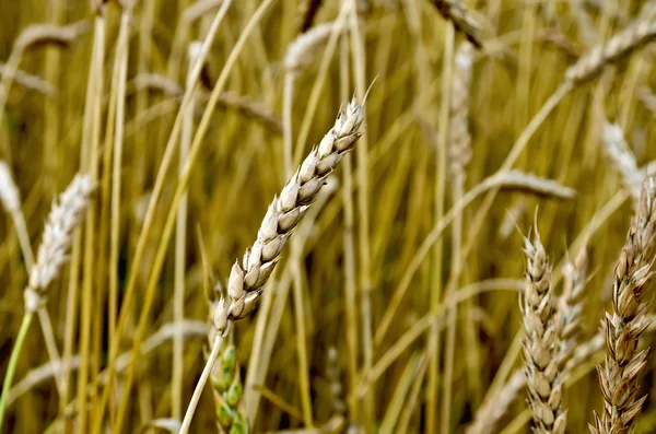 Ухо пшеницы на пшеничном поле — стоковое фото