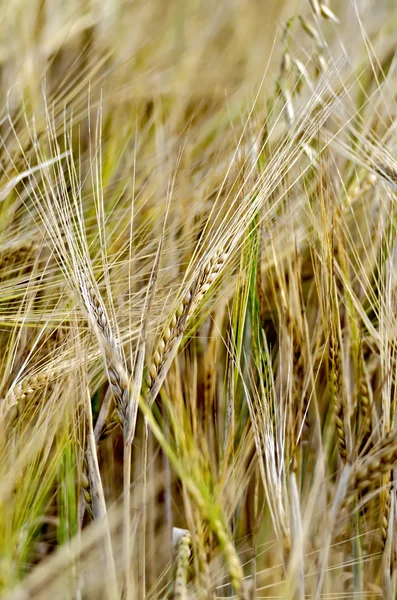 Rye spikelets on the background of a yellow field — Stock Photo, Image