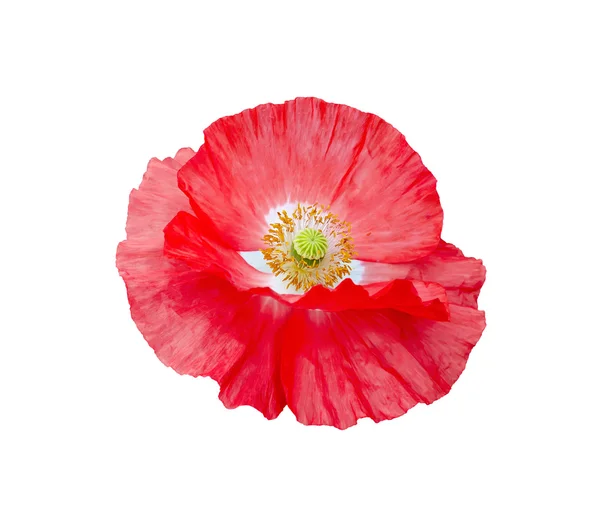 Poppy red with white center and yellow stamens — Stock Photo, Image