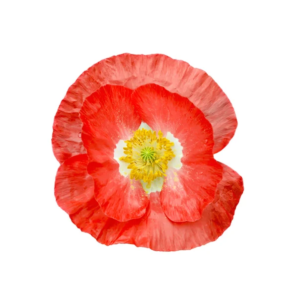 Poppy a piros, sárga porzószálból — Stock Fotó