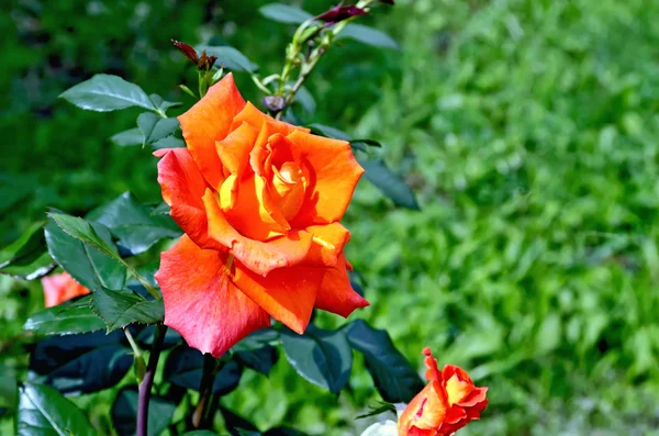 Rózsa narancs a fű háttér — Stock Fotó