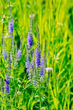 Veronica longifolia