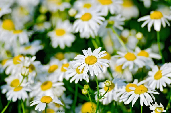 Camomile on meadow — Stock Photo, Image