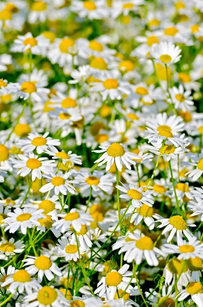 Camomile field medical — Stock Photo, Image
