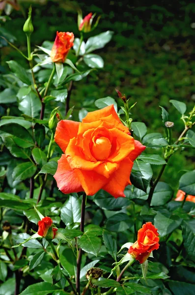 Růže oranžová na květinového záhonu — Stock fotografie