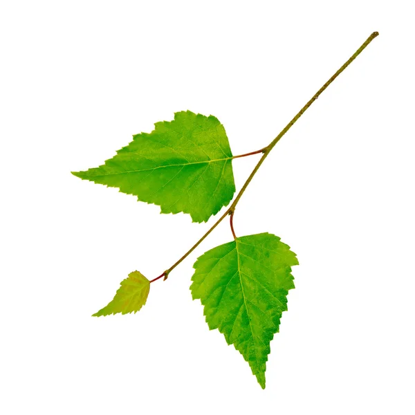 Березова гілочка з зеленим листям — стокове фото