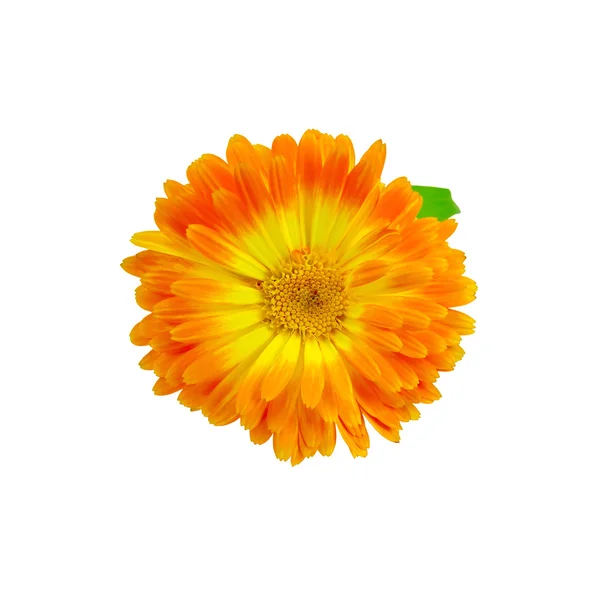 Calendula arancione-giallo con una foglia — Foto Stock