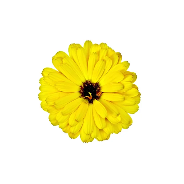 Terry sárga körömvirág — Stock Fotó