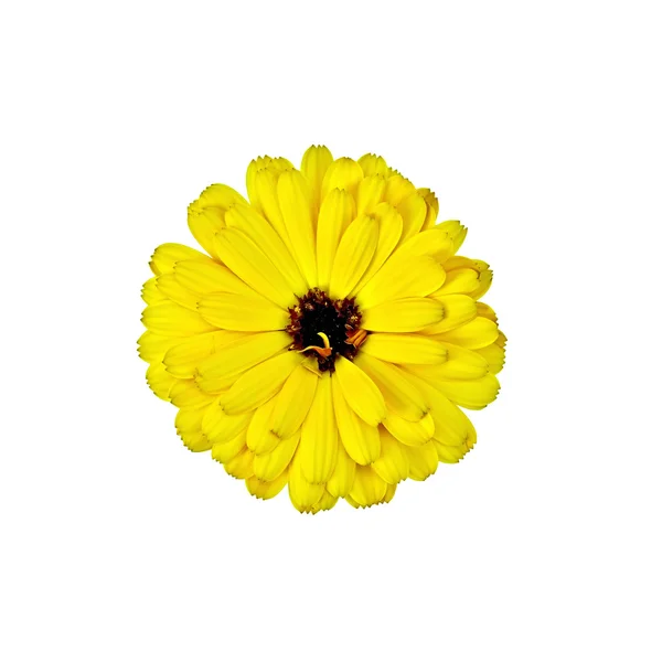 Calendula மஞ்சள் டெர்ரி — ஸ்டாக் புகைப்படம்