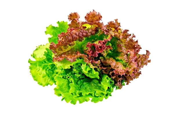 Lettuce green and red — Stock Photo, Image