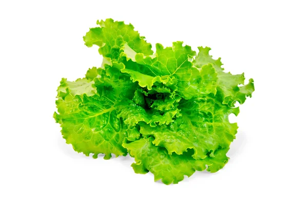 Lettuce green — Stock Photo, Image