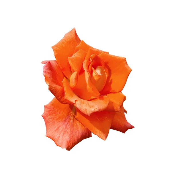 Rose orange un — Photo