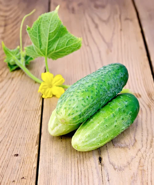 Pepino com flor em um quadro-negro — Fotografia de Stock