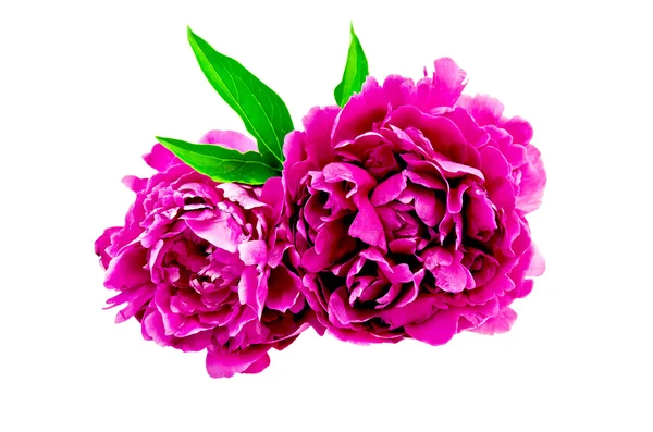 Peonies bright pink with leaf — Stock Photo, Image