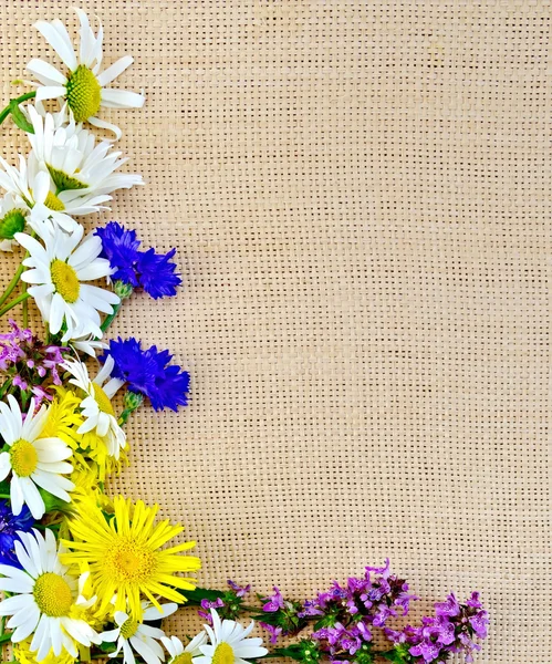 Kır çiçekleri ehlileştirmek üzerinde çerçeve — Stok fotoğraf