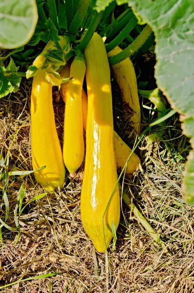 Zucchini yellow in the garden bed — Stock Photo, Image