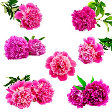Peonies parlak pembe seti
