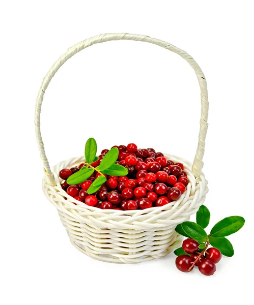 Lingonberry ripe in a white basket — Stock Photo, Image