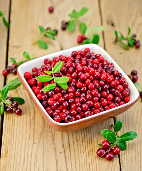 Lingonberry ripe in bowl on board — Stock Photo, Image