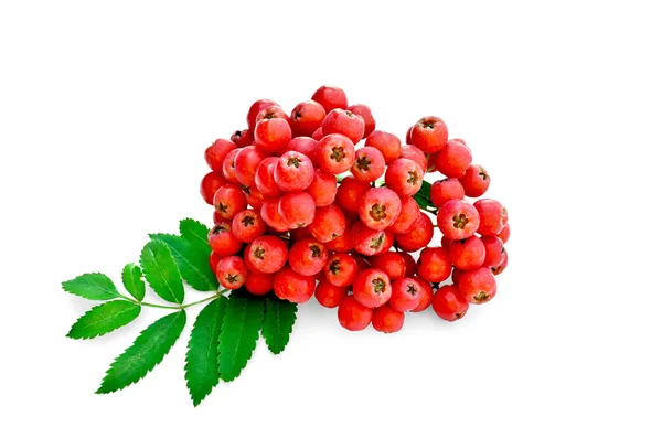 Rowan rosso con foglie — Foto Stock