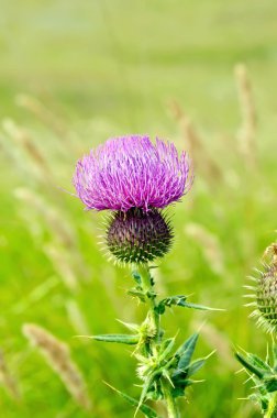 Thistle çayır üzerinde